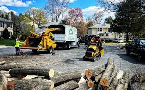 How Our Tree Care Process Works  in  Elmer, NJ