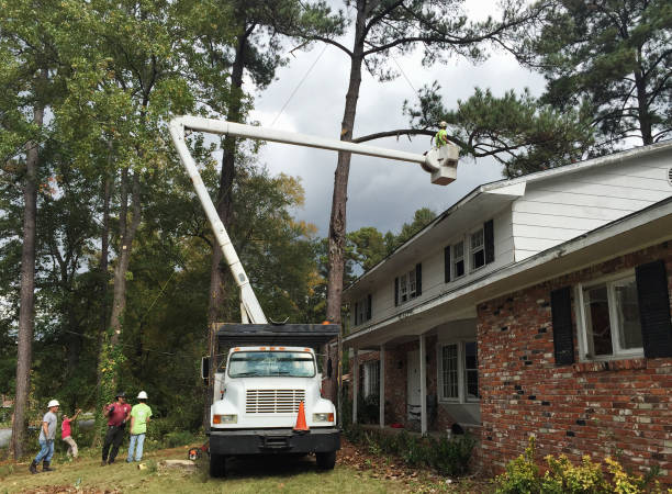 Elmer, NJ Tree Care Company